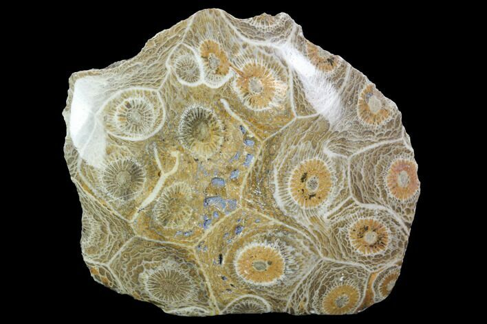 Polished Fossil Coral (Actinocyathus) - Morocco #100629